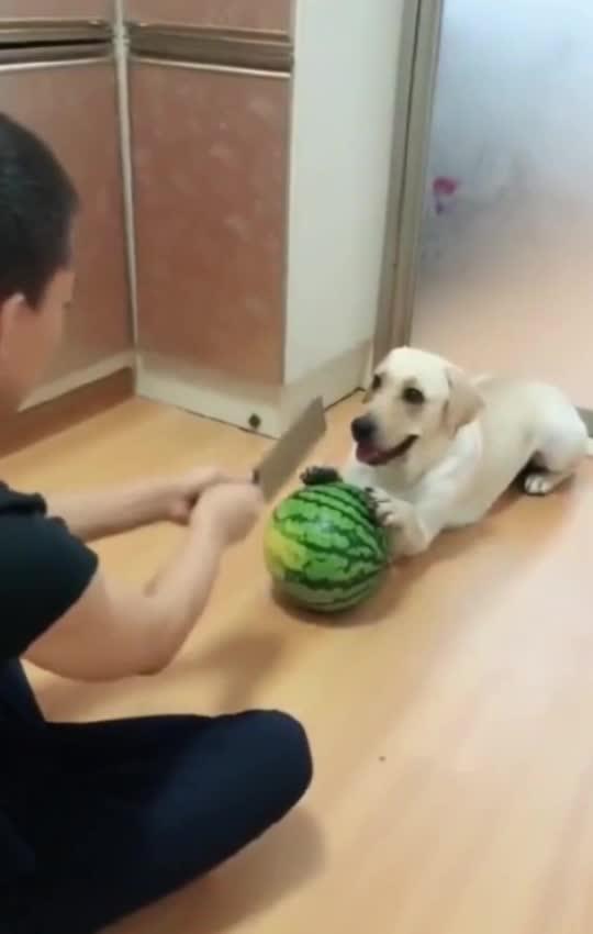 宝宝看镜头吃瓜群众,萌态十足，萌化人心